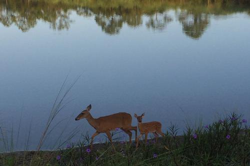 Animal Life on The Quarry Golf Course